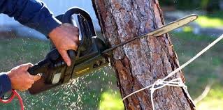  Turlock, CA Tree Care Services Pros