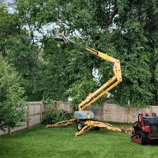 How Our Tree Care Process Works  in  Turlock, CA