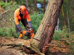 Best Tree Health Inspection  in Turlock, CA