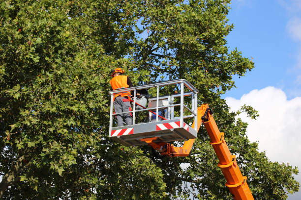 Reliable Turlock, CA Tree Care Services Solutions