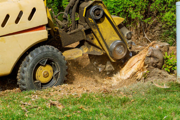 Best Tree Risk Assessment  in Turlock, CA