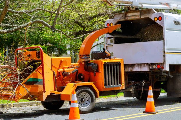 Best Storm Damage Tree Cleanup  in Turlock, CA