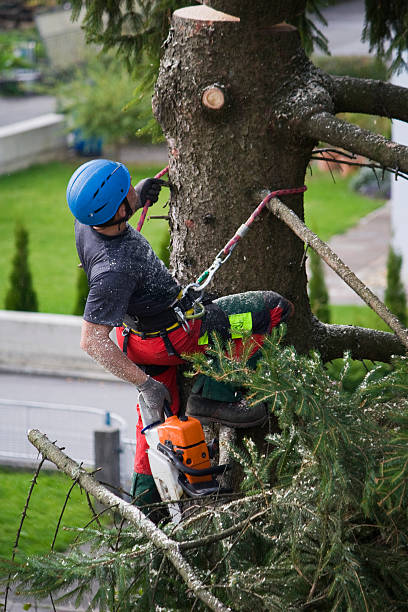 Best Stump Grinding and Removal  in Turlock, CA