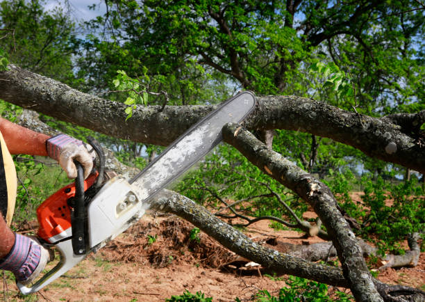 Best Fruit Tree Pruning  in Turlock, CA